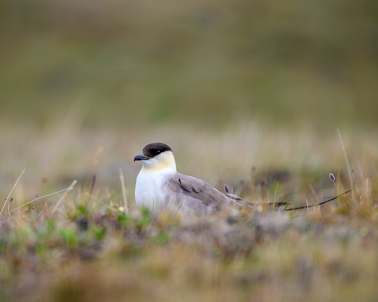 Kleinste jager (Stercorarius longicaudus)