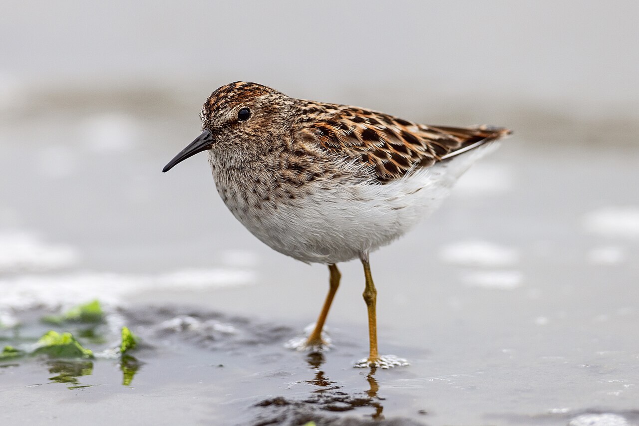 Least Sandpiper (Calidris minutilla)