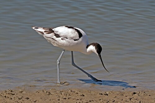 Pied Avocet (Recurvirostra avosetta)