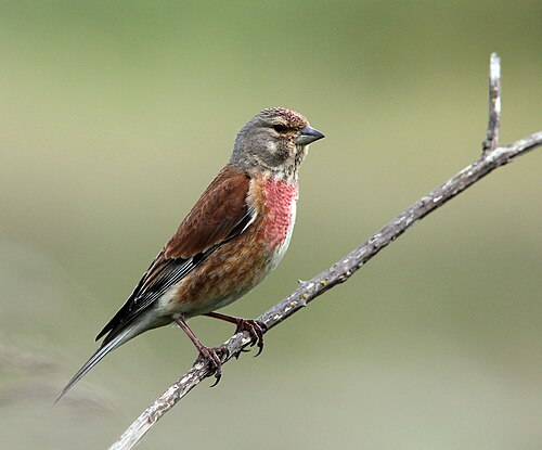 Eurasian Linnet (Linaria cannabina)