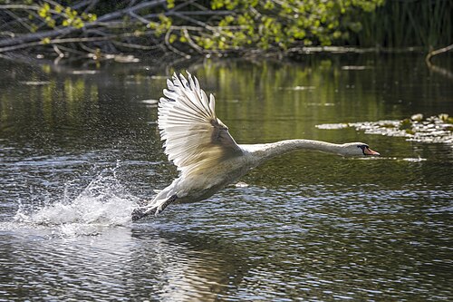 Mute Swan (Cygnus olor)