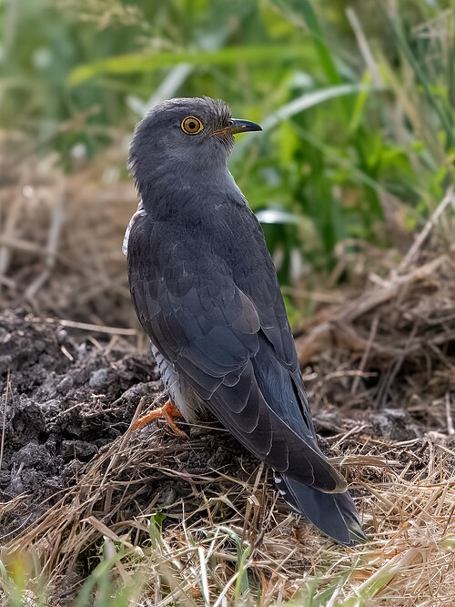 Common Cuckoo (Cuculus canorus)