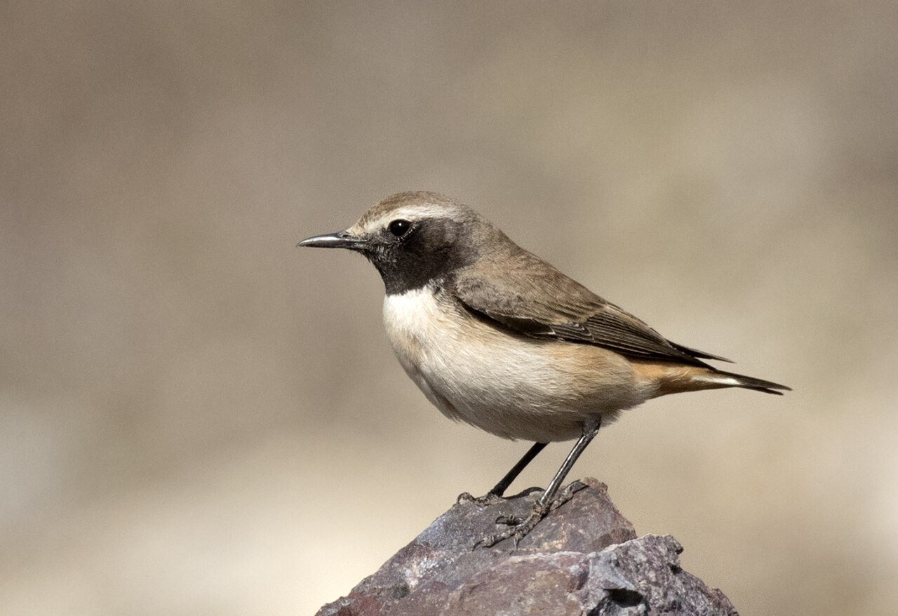 Koerdische tapuit (Oenanthe xanthoprymna)