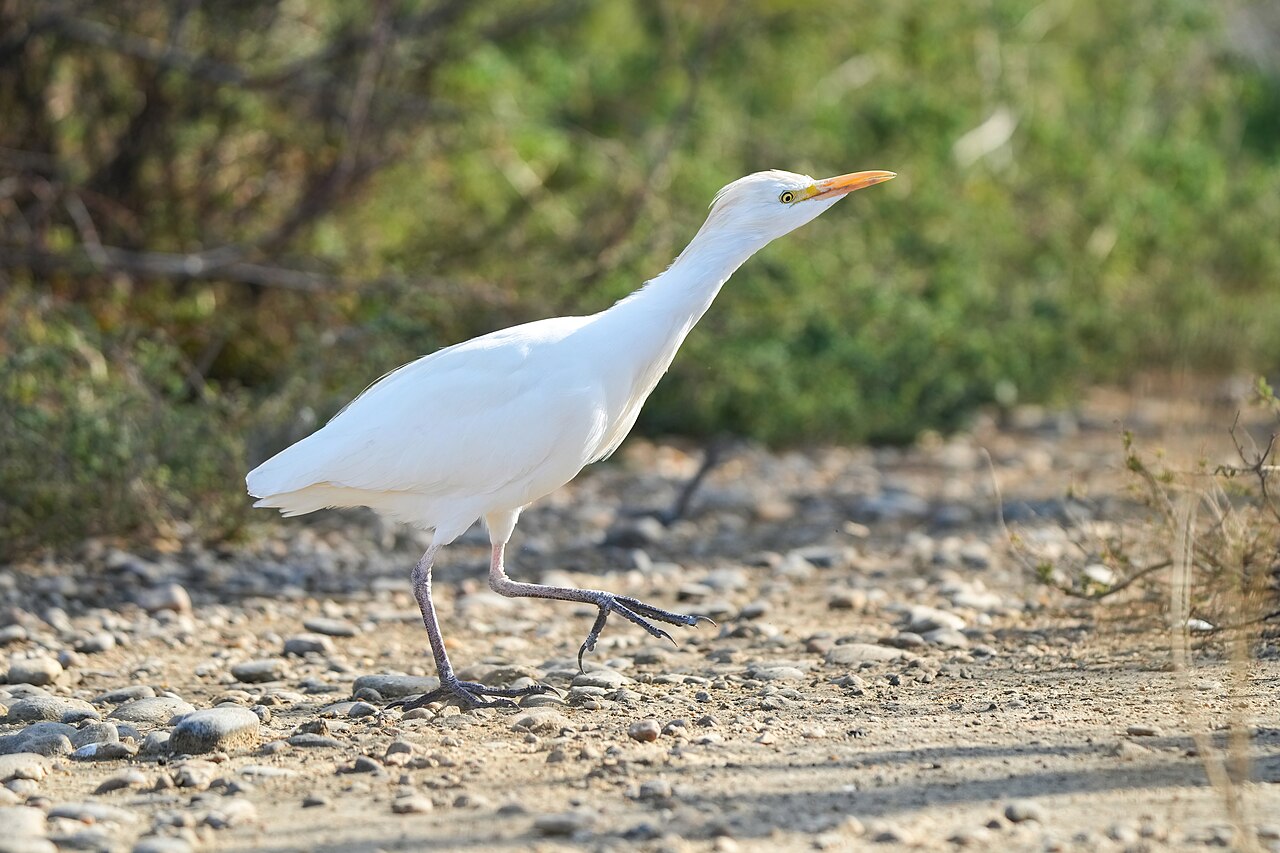 Cattle Egret (Ardea ibis)
