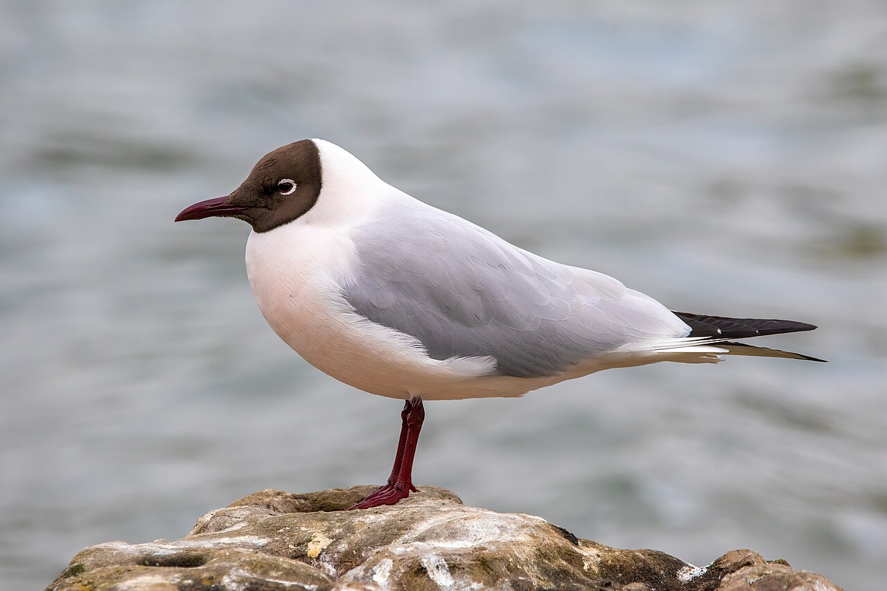 Black-Headed Gull (Chroicocephalus ridibundus)