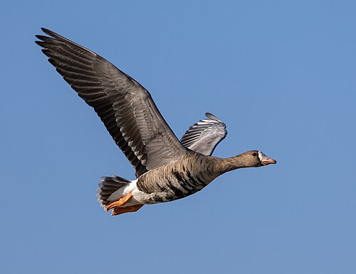 Greater White-Fronted Goose (Anser albifrons)