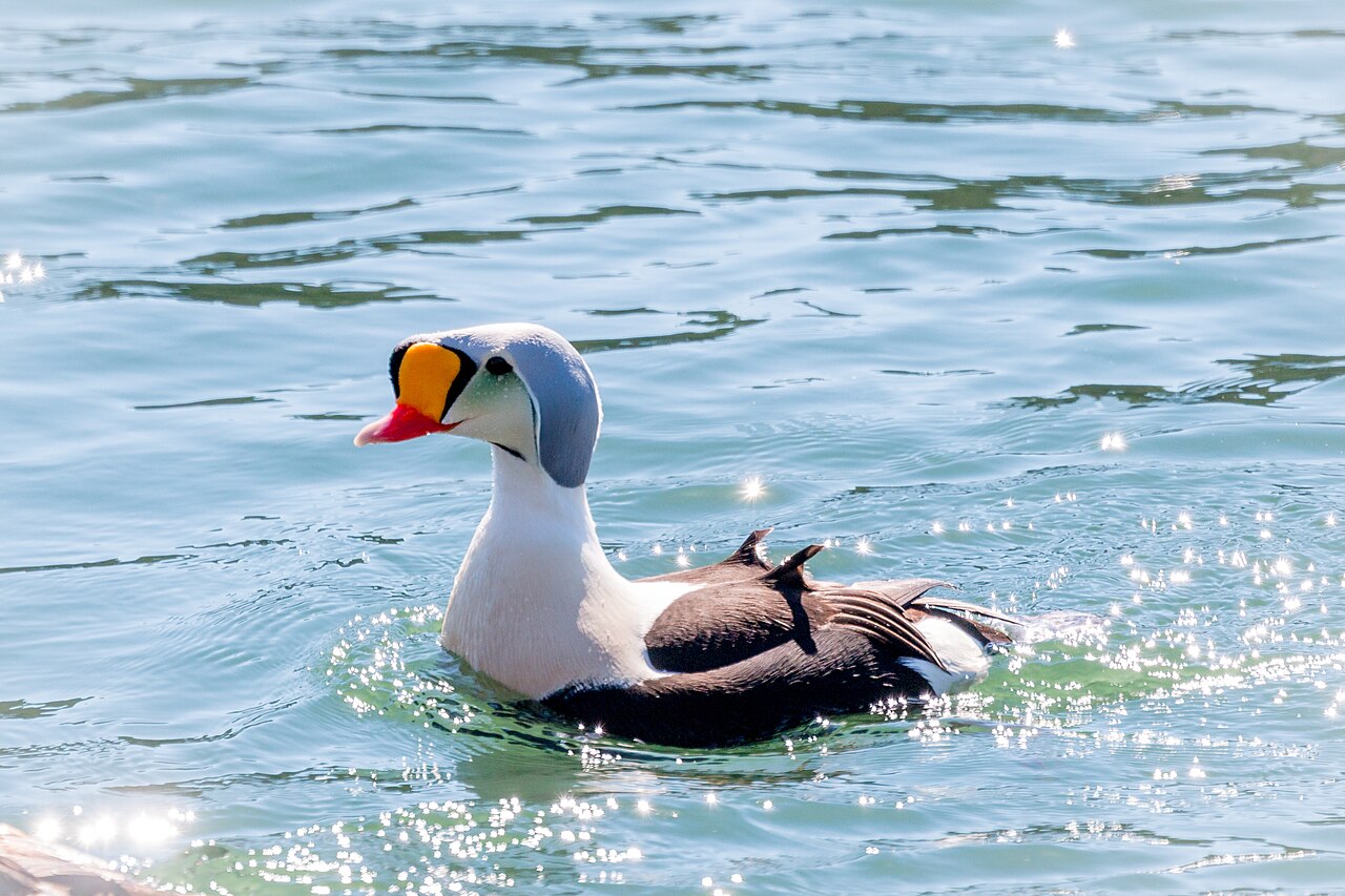 Eider real (Somateria spectabilis)