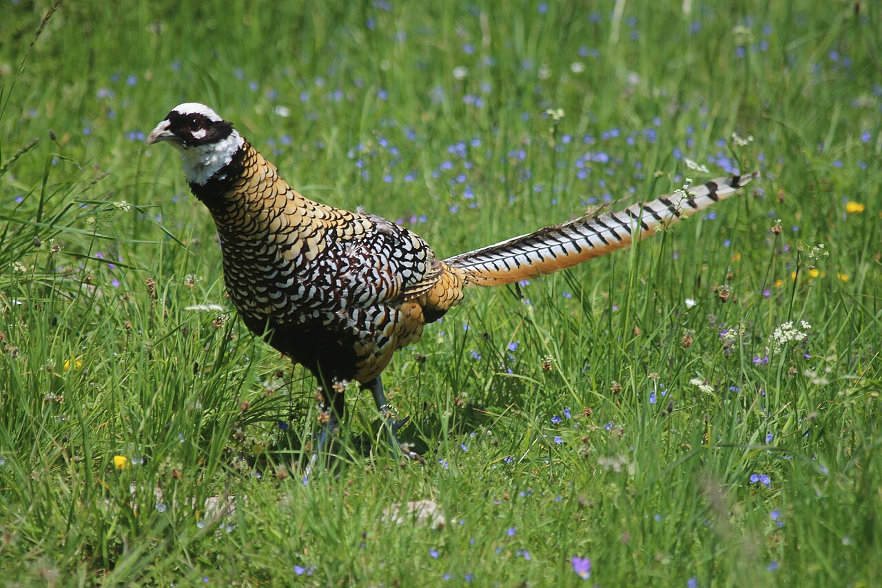 Faisán venerado (Syrmaticus reevesii)