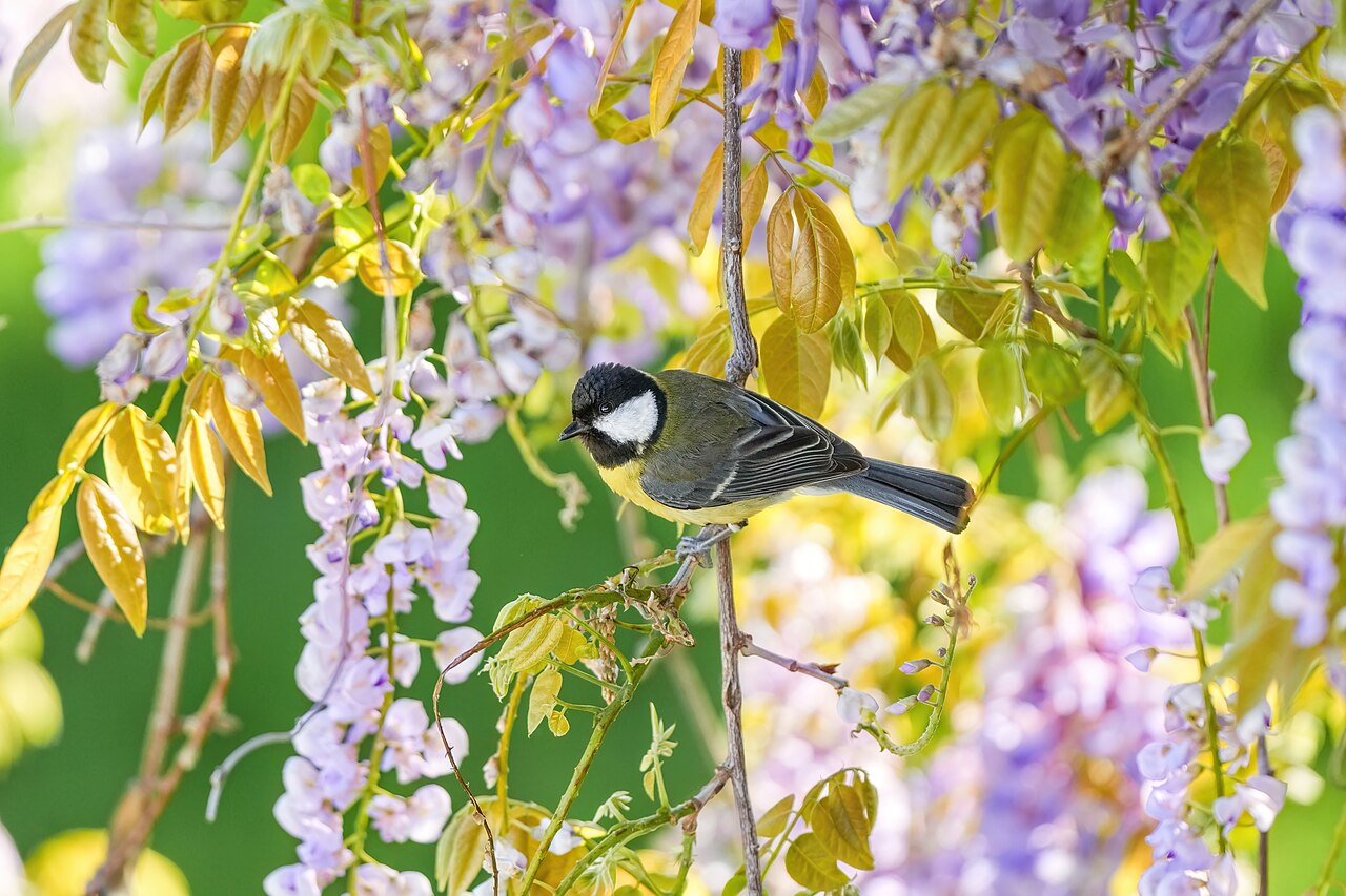 Koolmees (Parus major)