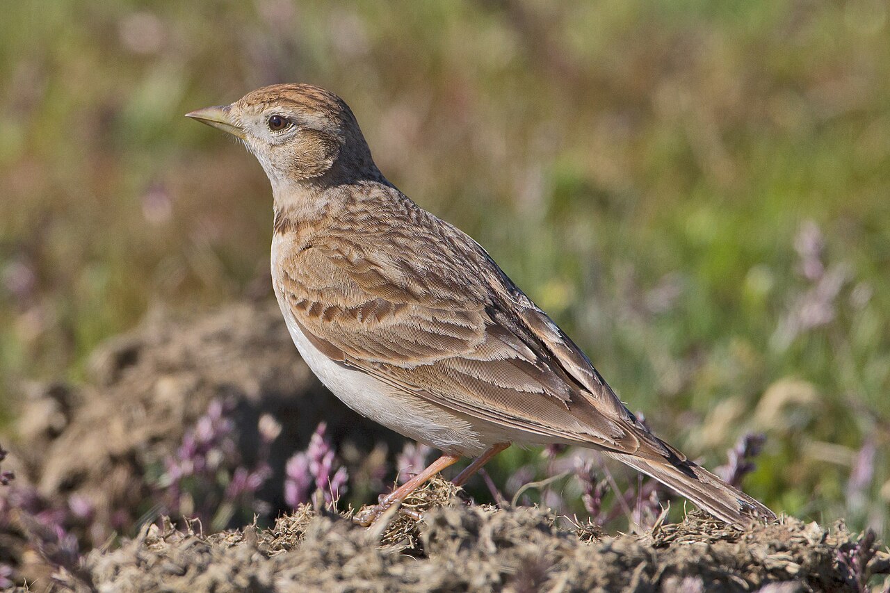 Kortteenleeuwerik (Calandrella brachydactyla)