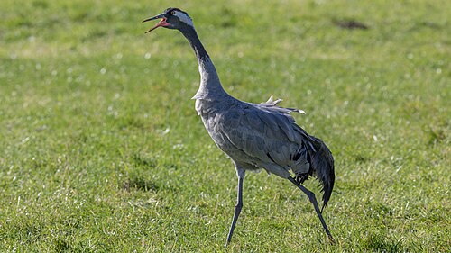 Common Crane (Grus grus)