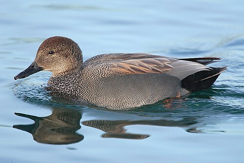 Gadwall (Mareca strepera)