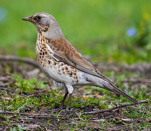 Fieldfare (Turdus pilaris)