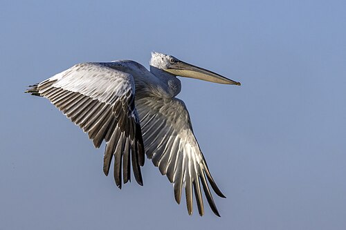 Dalmatian Pelican (Pelecanus crispus)