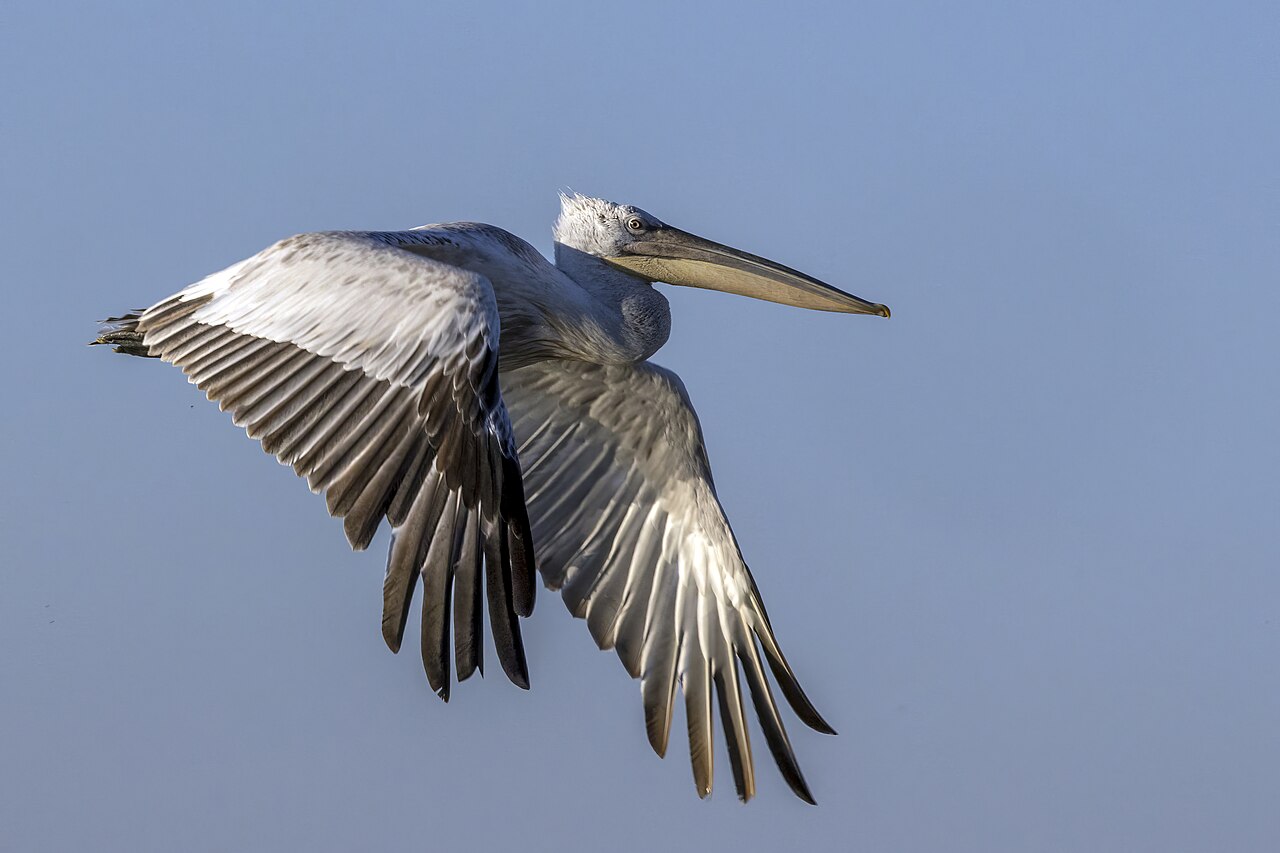 Pelícano ceñudo (Pelecanus crispus)