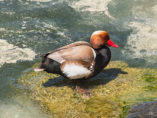 Red-Crested Pochard (Netta rufina)
