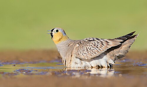 Crowned Sandgrouse (Pterocles coronatus)