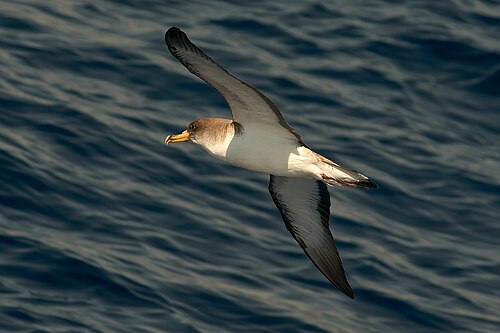Cory's Shearwater (Calonectris borealis)