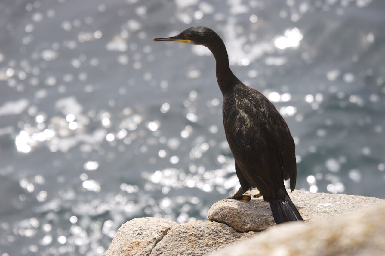 Kuifaalscholver (Gulosus aristotelis)