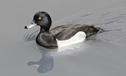 Tufted Duck (Aythya fuligula)