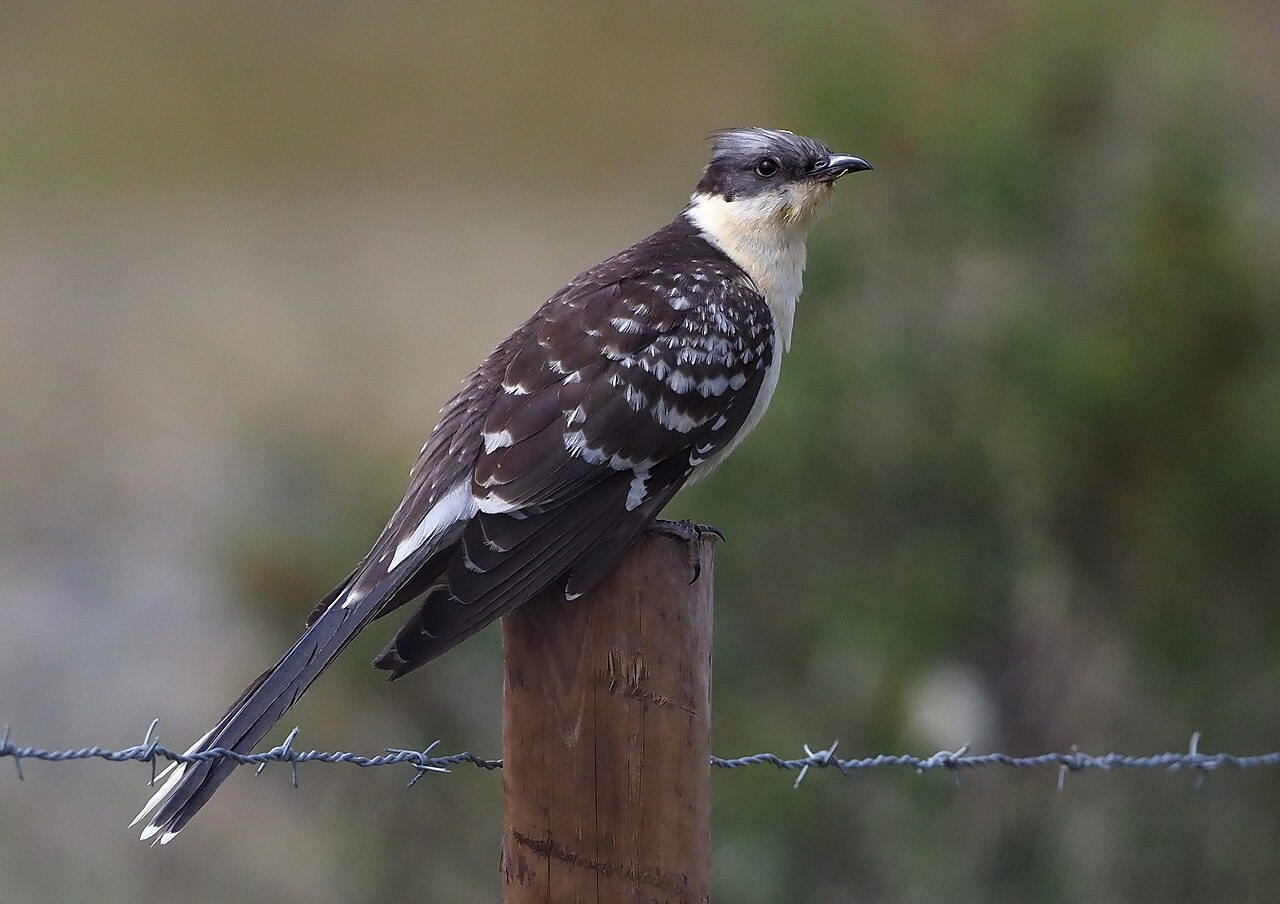 Críalo europeo (Clamator glandarius)