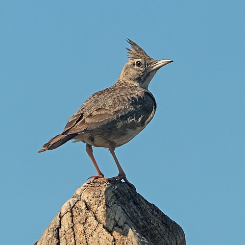 Crested Lark (Galerida cristata)