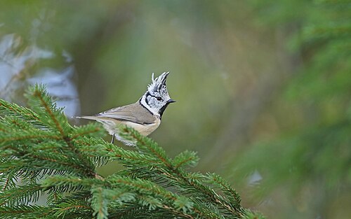 Crested Tit (Lophophanes cristatus)