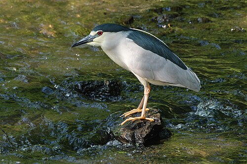Black-Crowned Night-Heron (Nycticorax nycticorax)