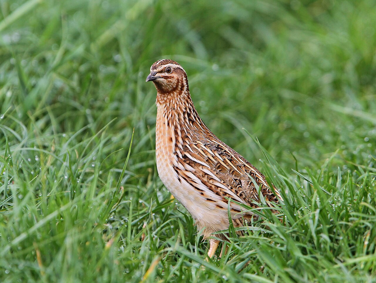 Codorniz común (Coturnix coturnix)