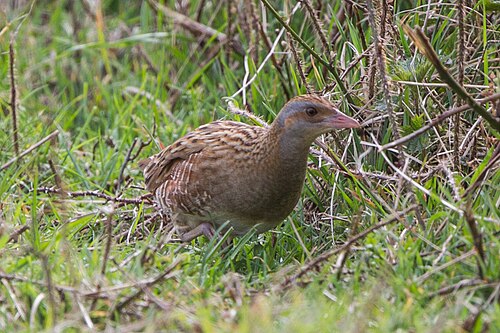 Corn Crake (Crex crex)