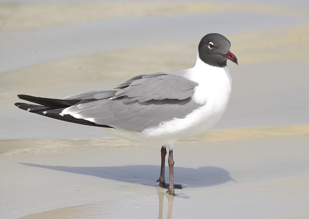 Gaviota guanaguanare (Leucophaeus atricilla)