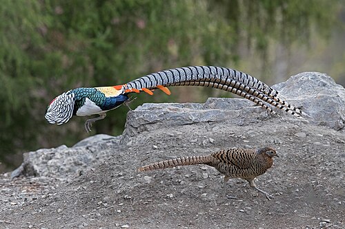 Lady Amherst's Pheasant (Chrysolophus amherstiae)
