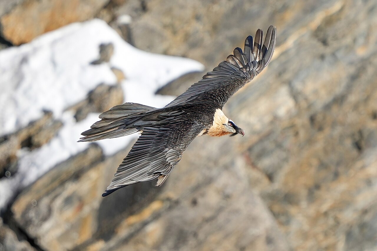 Quebrantahuesos (Gypaetus barbatus)