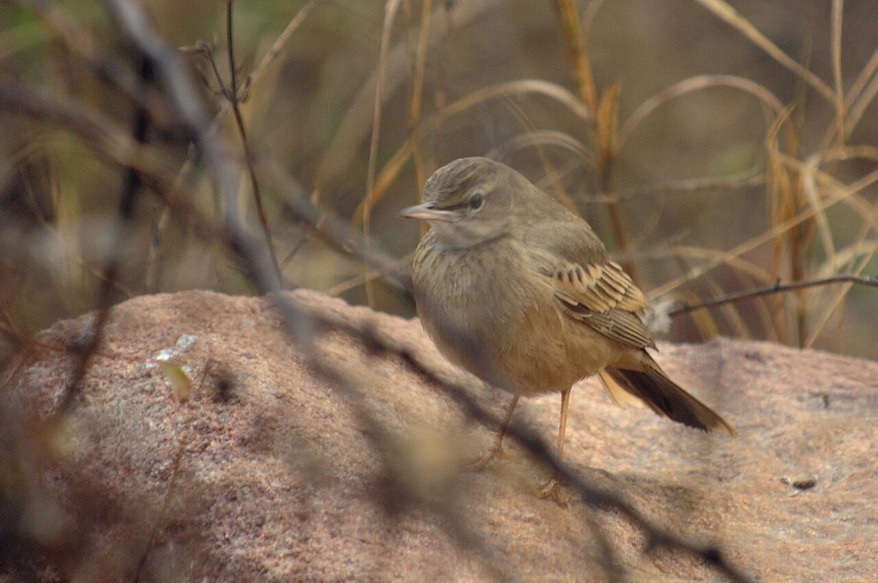 Long-Billed Pipit (Anthus similis)