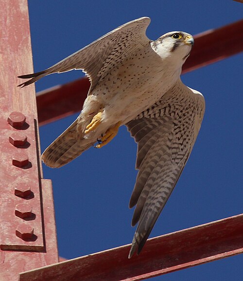 Lanner Falcon (Falco biarmicus)
