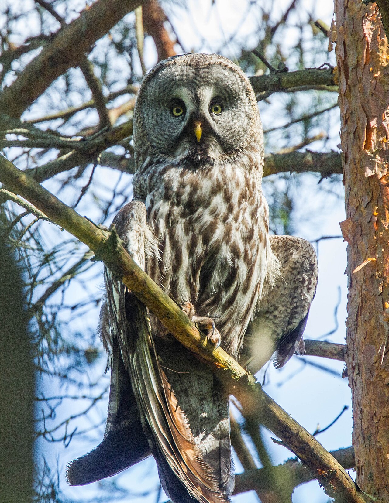 Great Grey Owl (Strix nebulosa)