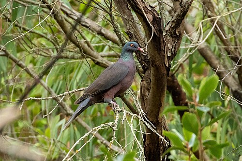 Laurel Pigeon (Columba junoniae)