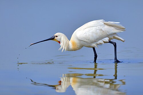 Eurasian Spoonbill (Platalea leucorodia)
