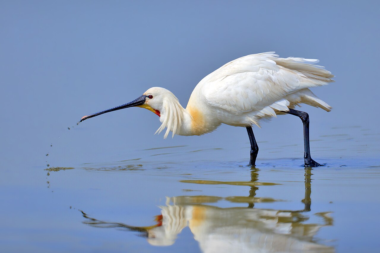 Espátula común (Platalea leucorodia)