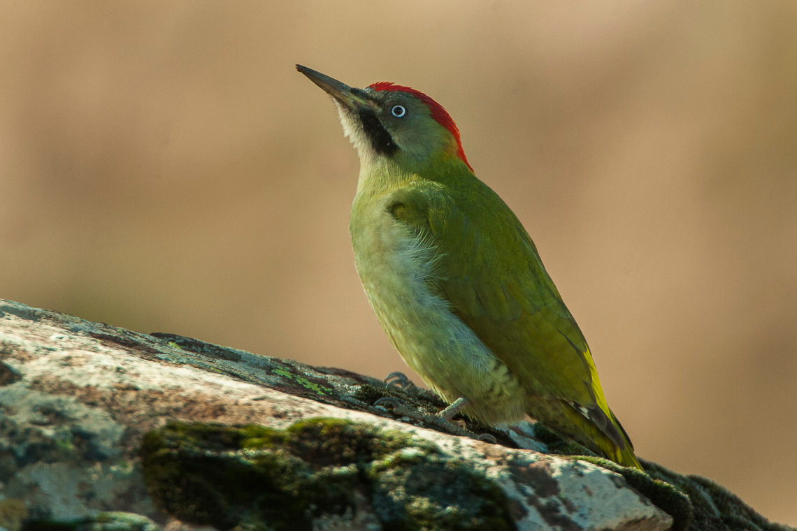 Levaillant's Woodpecker (Picus vaillantii)