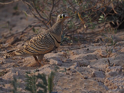 Lichtenstein's Sandgrouse (Pterocles lichtensteinii)
