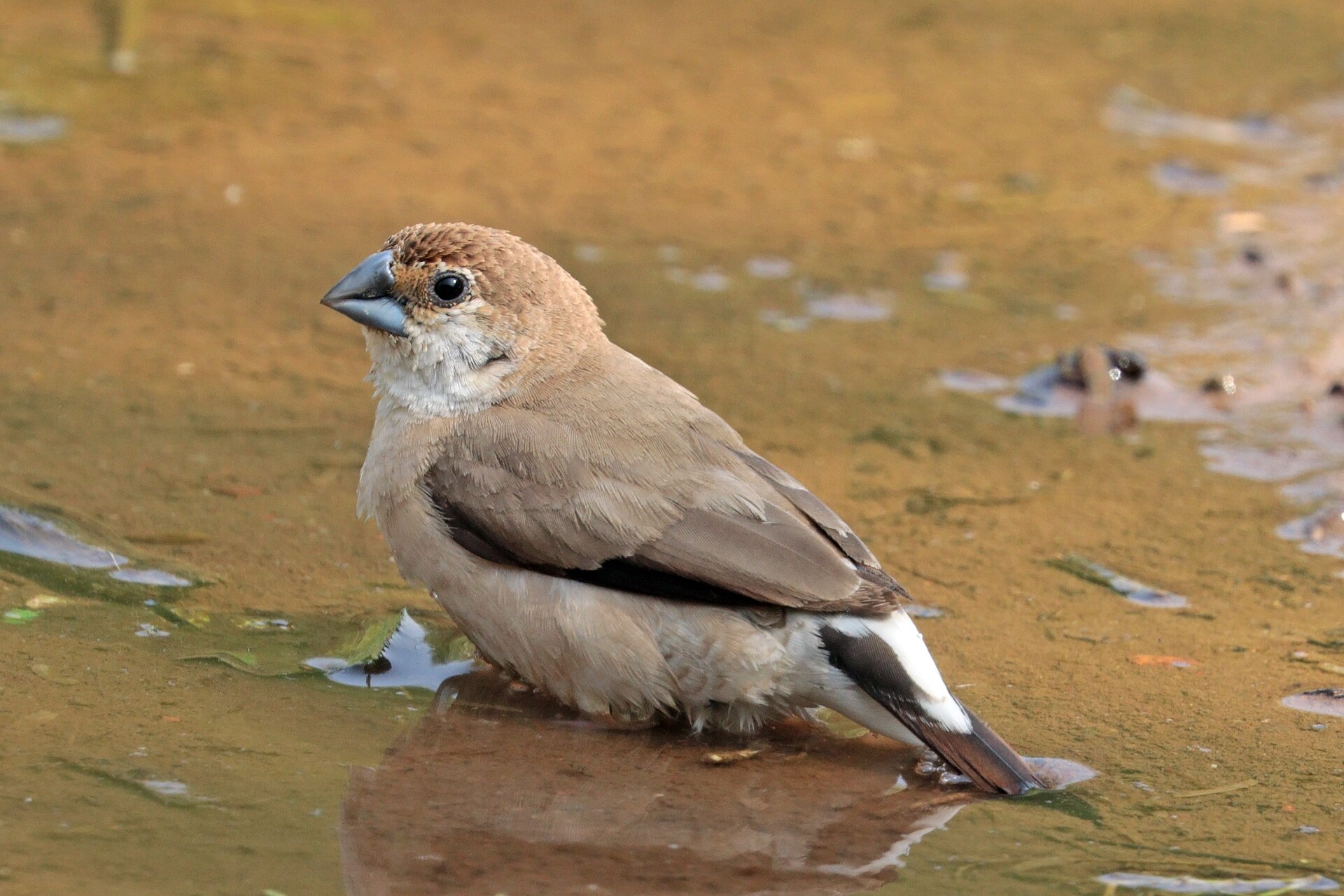Capuchino picoplata (Euodice malabarica)