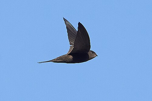 Plain Swift (Apus unicolor)