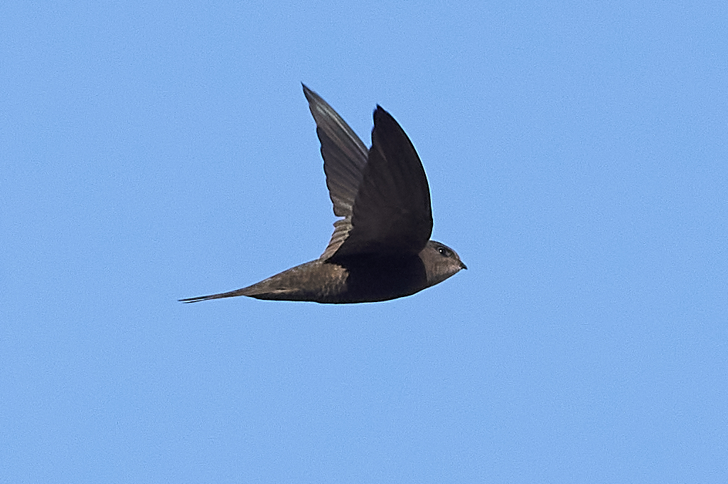 Vencejo unicolor (Apus unicolor)