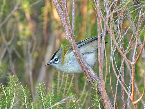 Madeira Firecrest (Regulus madeirensis)