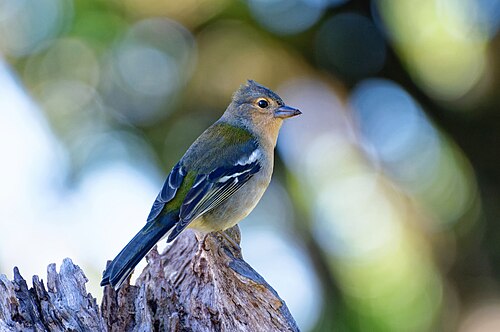 Madeira Chaffinch (Fringilla maderensis)