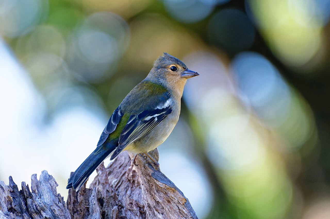 Madeiravink (Fringilla maderensis)