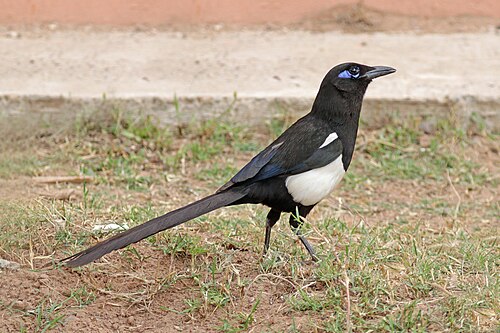 Maghreb Magpie (Pica mauritanica)