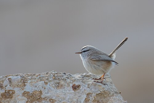 Streaked Scrub Warbler (Scotocerca inquieta)