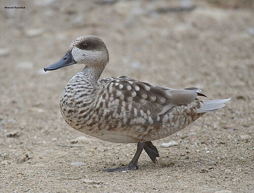 Marbled Teal (Marmaronetta angustirostris)